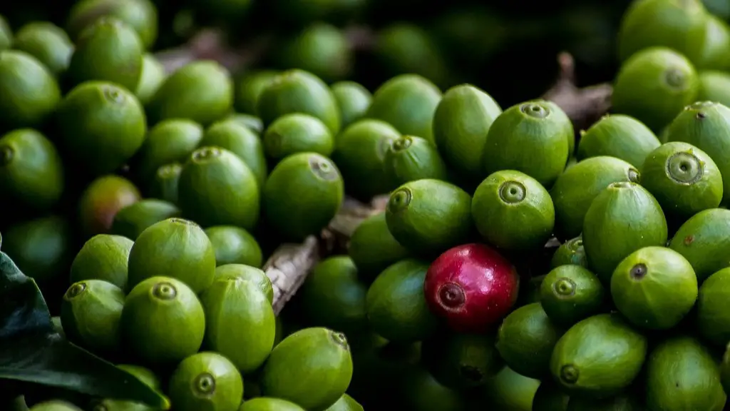 What is the shelf life of green coffee beans?