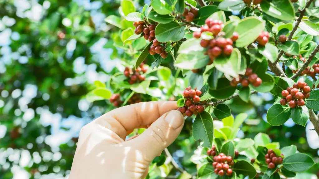 Can i take coffee beans on a plane?