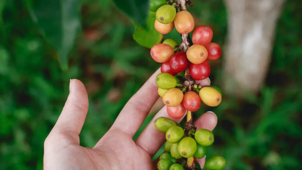 Are coffee and chocolate made from the same bean?