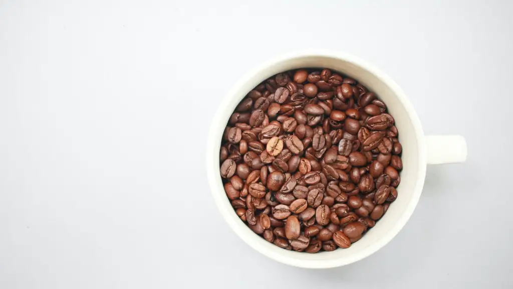 How to grow coffee bean plant?