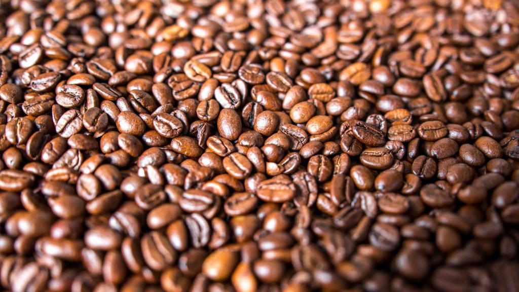 How are coffee beans harvested?