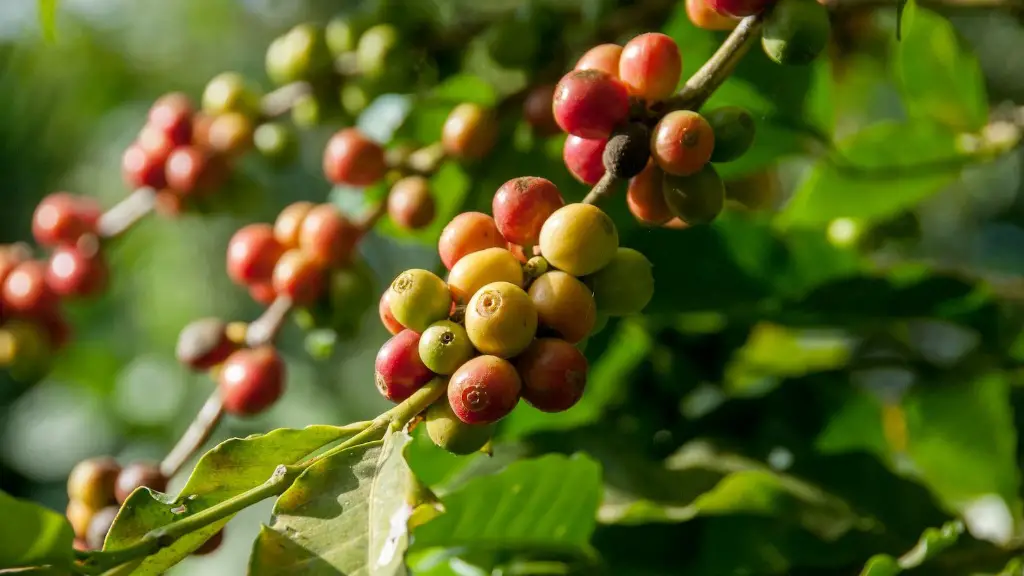 How to produce coffee beans?