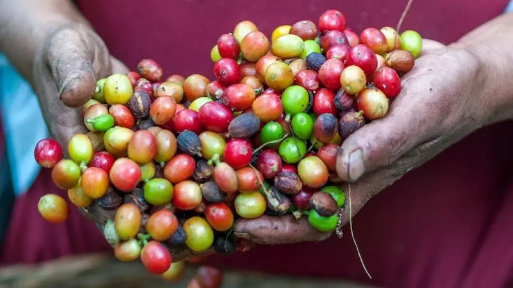 Does starbucks use gmo coffee beans?